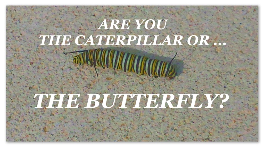 caterpillarbutterfly